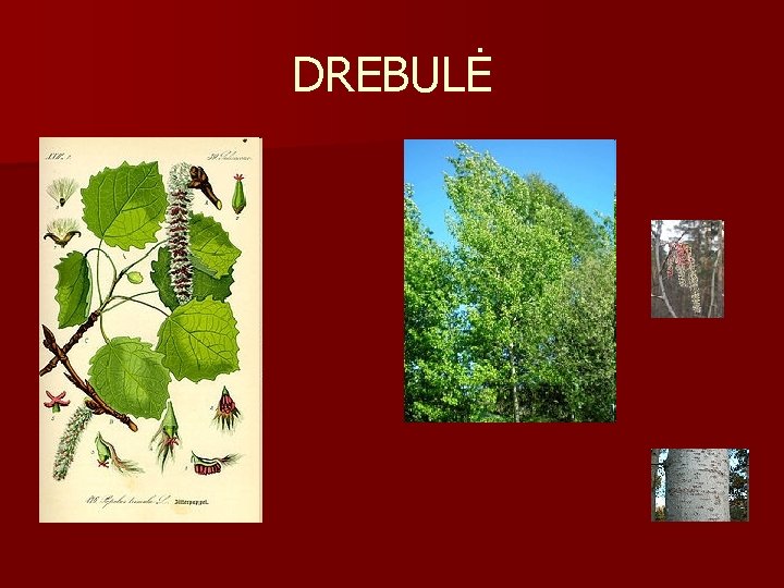 DREBULĖ 