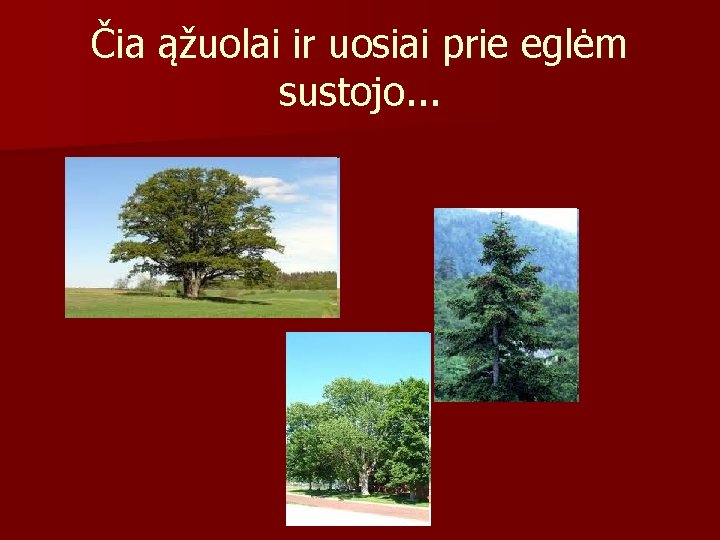 Čia ąžuolai ir uosiai prie eglėm sustojo. . . 