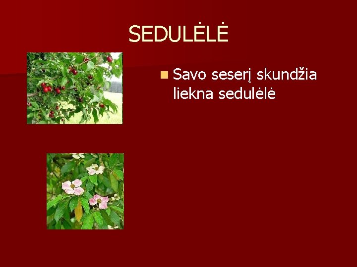 SEDULĖLĖ n Savo seserį skundžia liekna sedulėlė 