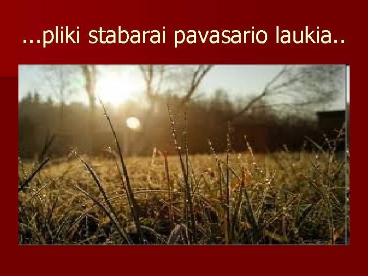 . . . pliki stabarai pavasario laukia. . 