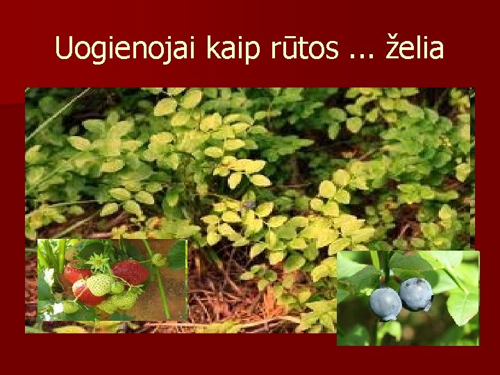 Uogienojai kaip rūtos. . . želia 