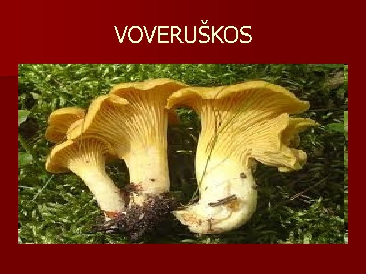 VOVERUŠKOS 