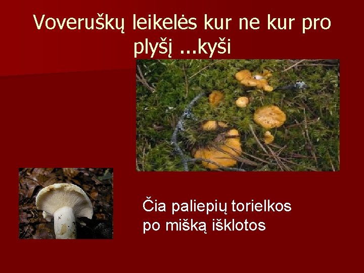 Voveruškų leikelės kur ne kur pro plyšį. . . kyši Čia paliepių torielkos po