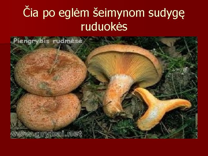 Čia po eglėm šeimynom sudygę ruduokės 