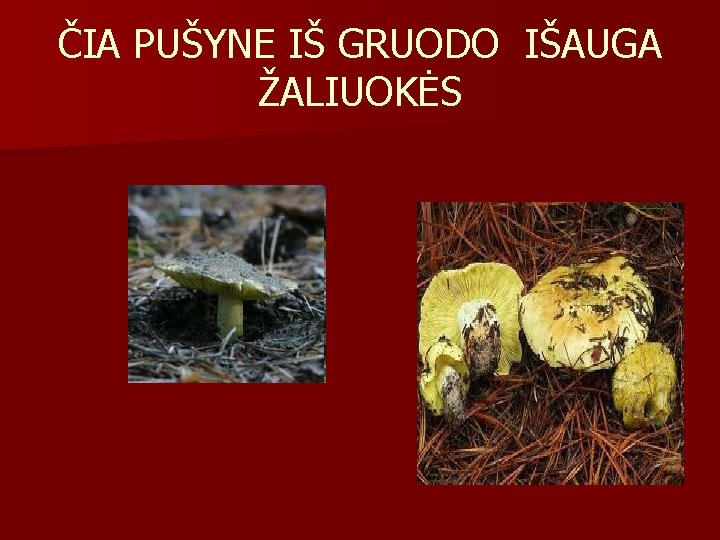 ČIA PUŠYNE IŠ GRUODO IŠAUGA ŽALIUOKĖS 