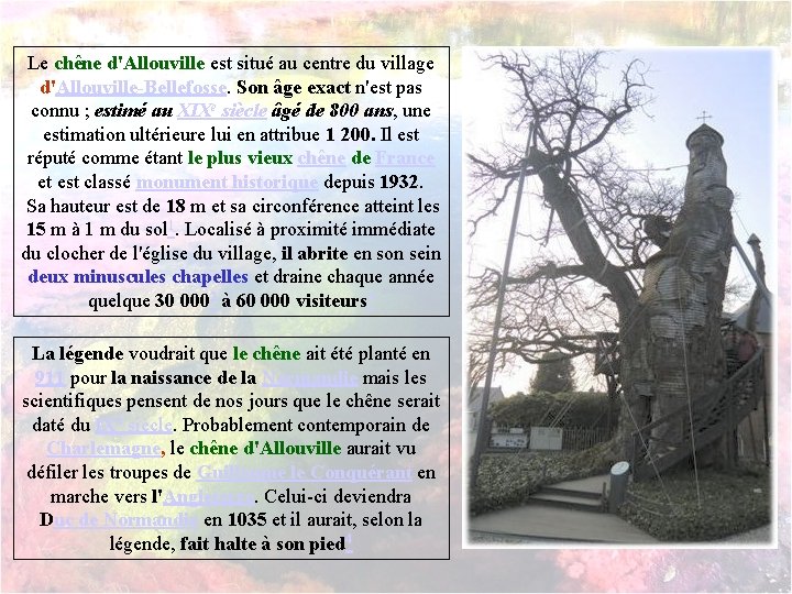 Le chêne d'Allouville est situé au centre du village d'Allouville-Bellefosse. Son âge exact n'est