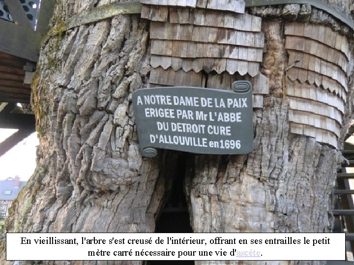 En vieillissant, l'arbre s'est creusé de l'intérieur, offrant en ses entrailles le petit mètre