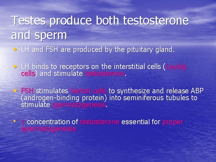 Testes produce both testosterone and sperm • LH and FSH are produced by the