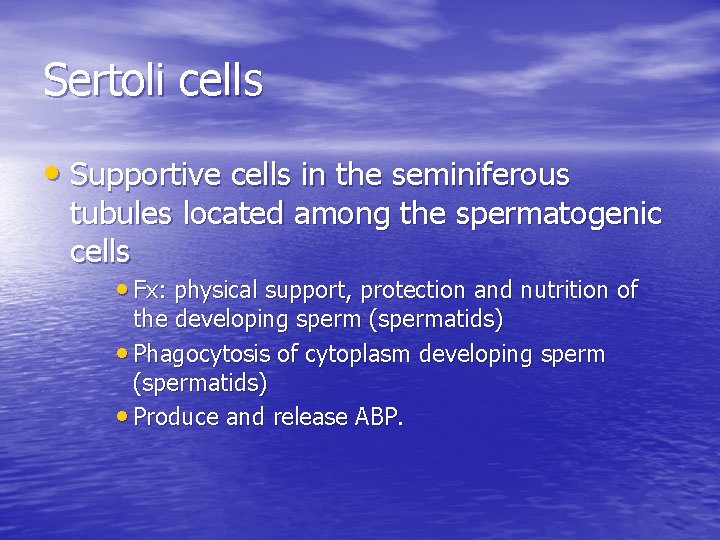 Sertoli cells • Supportive cells in the seminiferous tubules located among the spermatogenic cells