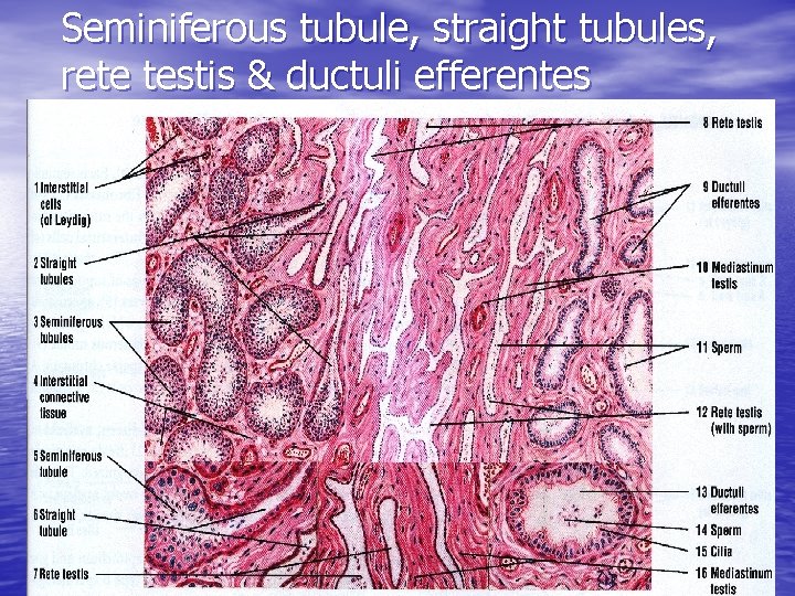 Seminiferous tubule, straight tubules, rete testis & ductuli efferentes 