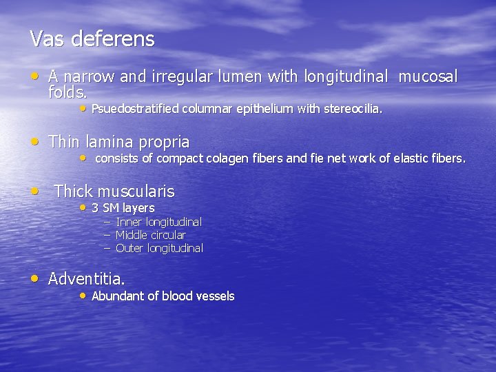 Vas deferens • A narrow and irregular lumen with longitudinal mucosal folds. • Psuedostratified