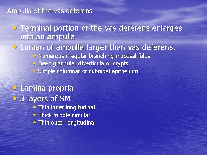 Ampulla of the vas deferens • Terminal portion of the vas deferens enlarges •