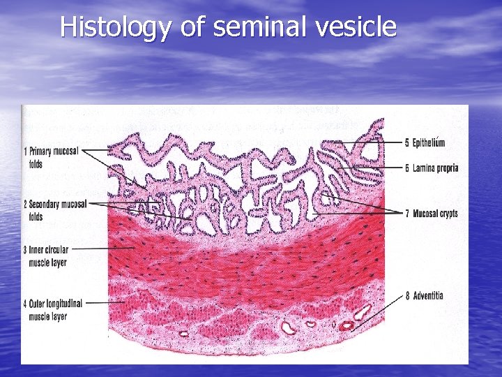 Histology of seminal vesicle 