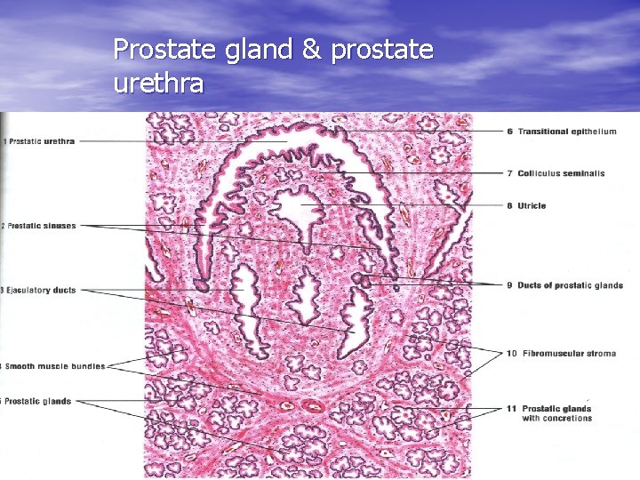 Prostate gland & prostate urethra 