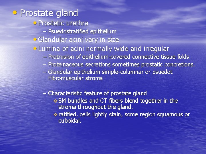  • Prostate gland • Prostetic urethra – Psuedostratified epithelium • Glandular acini vary