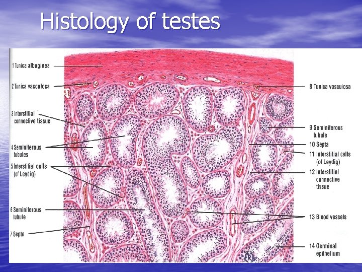 Histology of testes 