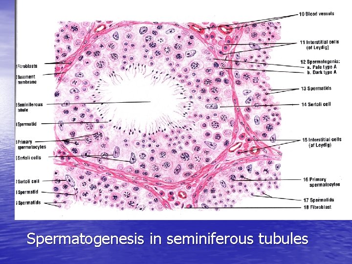 Spermatogenesis in seminiferous tubules 