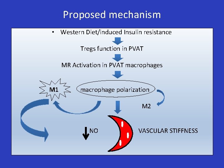 Proposed mechanism • Western Diet/induced Insulin resistance Tregs function in PVAT MR Activation in