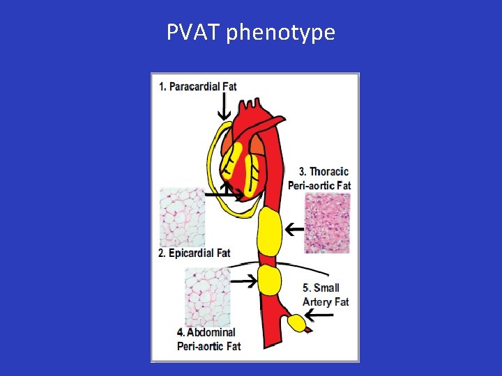 PVAT phenotype 