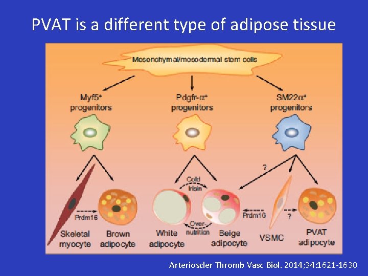 PVAT is a different type of adipose tissue Arterioscler Thromb Vasc Biol. 2014; 34: