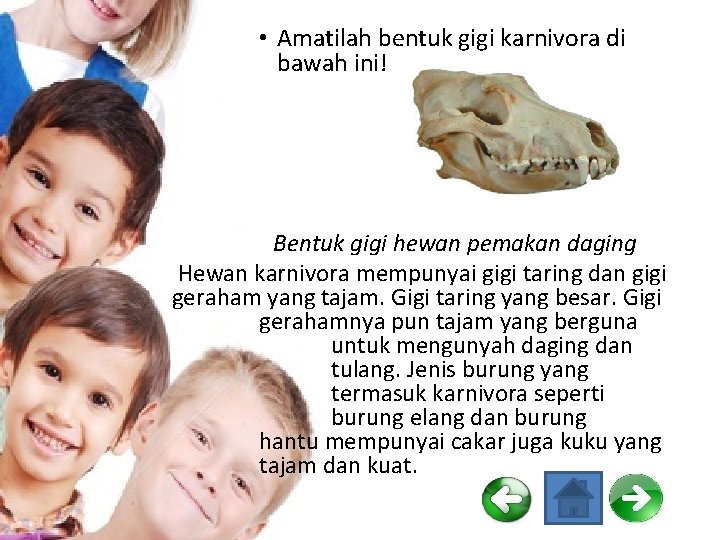  • Amatilah bentuk gigi karnivora di bawah ini! Bentuk gigi hewan pemakan daging