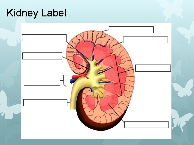 Kidney Label 