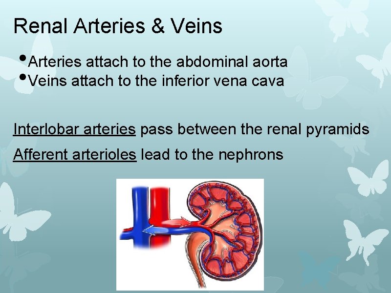 Renal Arteries & Veins • Arteries attach to the abdominal aorta • Veins attach