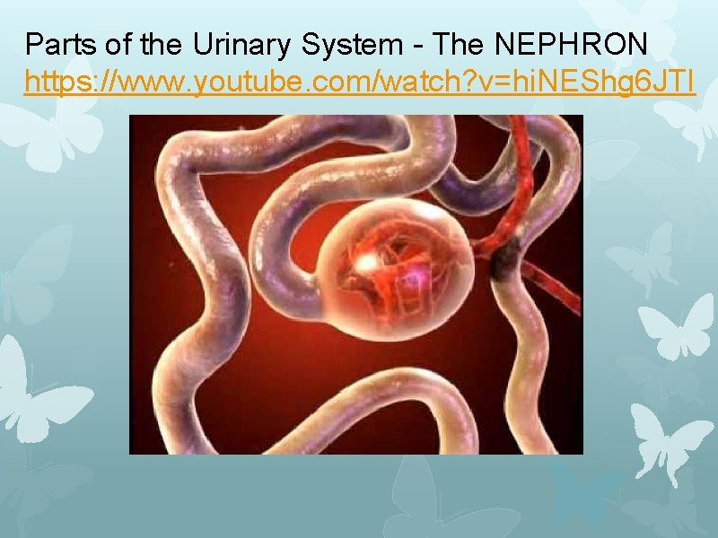 Parts of the Urinary System - The NEPHRON https: //www. youtube. com/watch? v=hi. NEShg