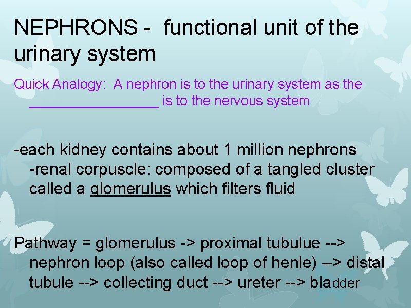 NEPHRONS - functional unit of the urinary system Quick Analogy: A nephron is to
