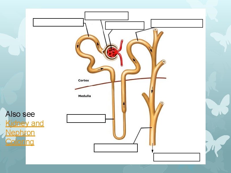 Also see Kidney and Nephron Coloring 