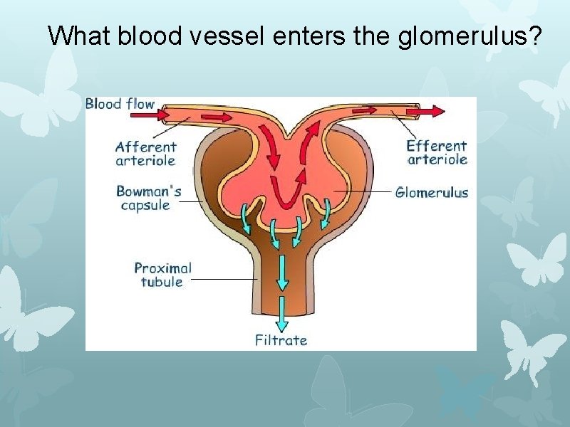 What blood vessel enters the glomerulus? 