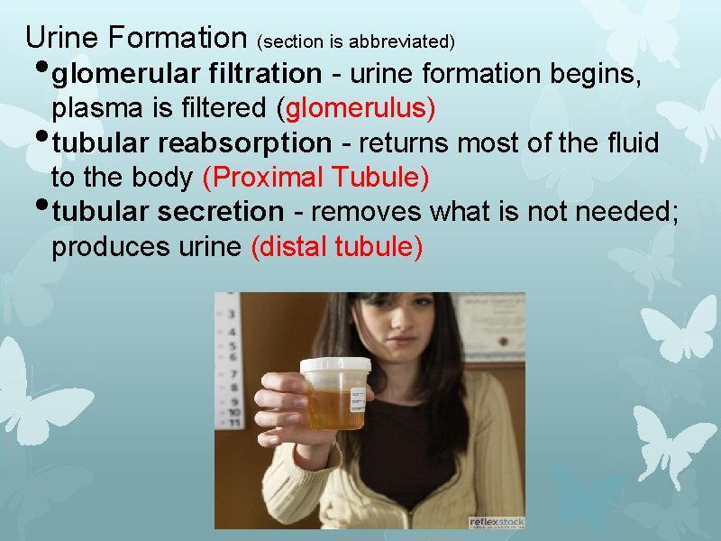 Urine Formation (section is abbreviated) • glomerular filtration - urine formation begins, plasma is