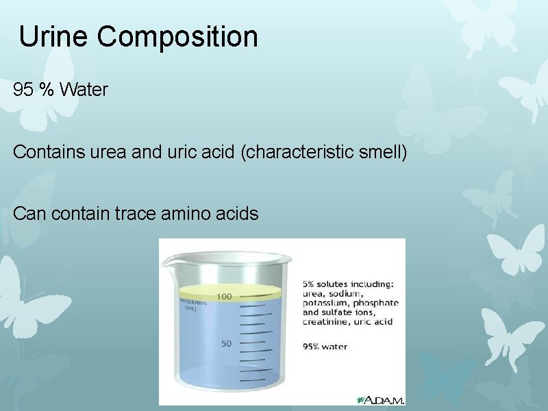 Urine Composition 95 % Water Contains urea and uric acid (characteristic smell) Can contain