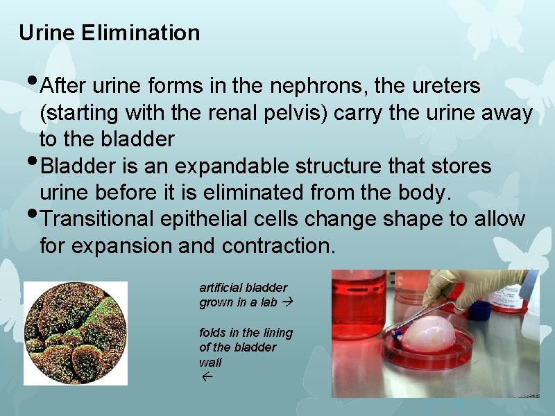 Urine Elimination • After urine forms in the nephrons, the ureters • • (starting