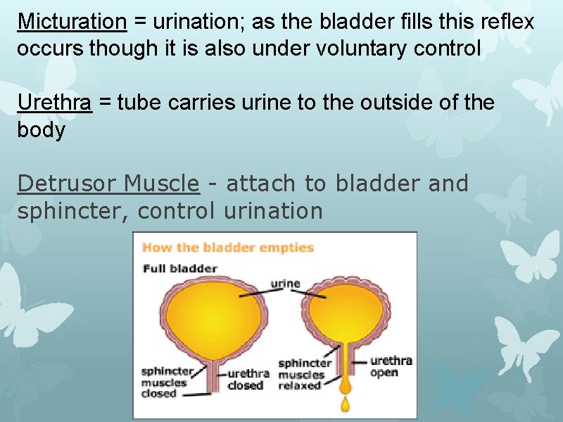 Micturation = urination; as the bladder fills this reflex occurs though it is also