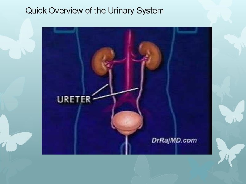 Quick Overview of the Urinary System 