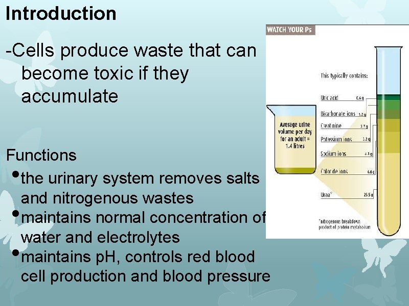 Introduction -Cells produce waste that can become toxic if they accumulate Functions the urinary