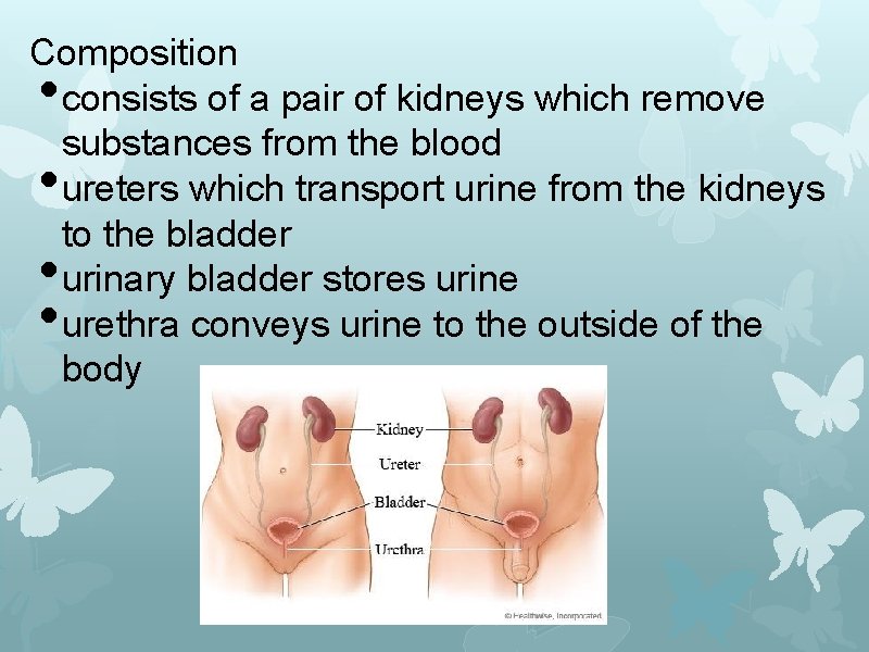 Composition consists of a pair of kidneys which remove substances from the blood ureters