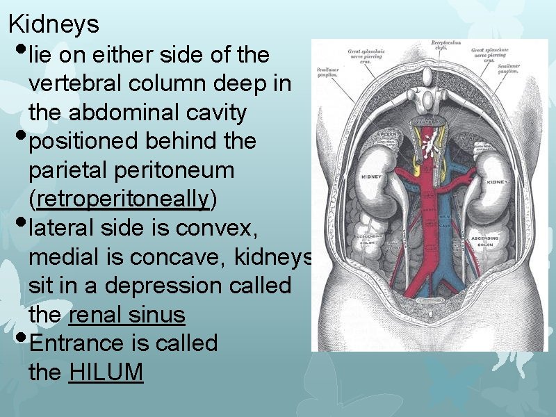 Kidneys • lie on either side of the • • • vertebral column deep