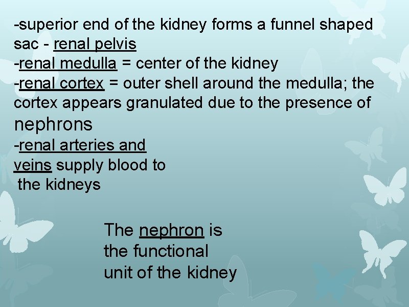 -superior end of the kidney forms a funnel shaped sac - renal pelvis -renal