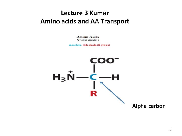 Lecture 3 Kumar Amino acids and AA Transport Alpha carbon 1 Lecture 3 Kumar Amino acids and AA Transport Alpha carbon 1