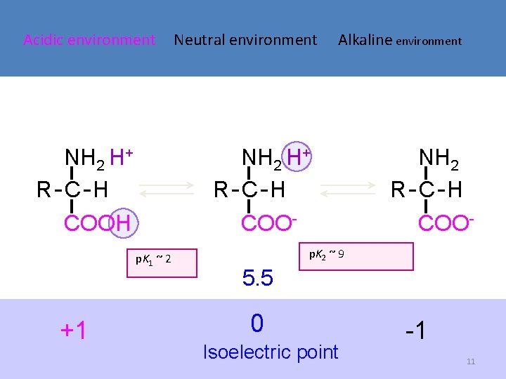 Acidic environment NH 2 H+ R-C-H COOH Alkaline environment NH 2 H+ R-C-H COOp. Acidic environment NH 2 H+ R-C-H COOH Alkaline environment NH 2 H+ R-C-H COOp.