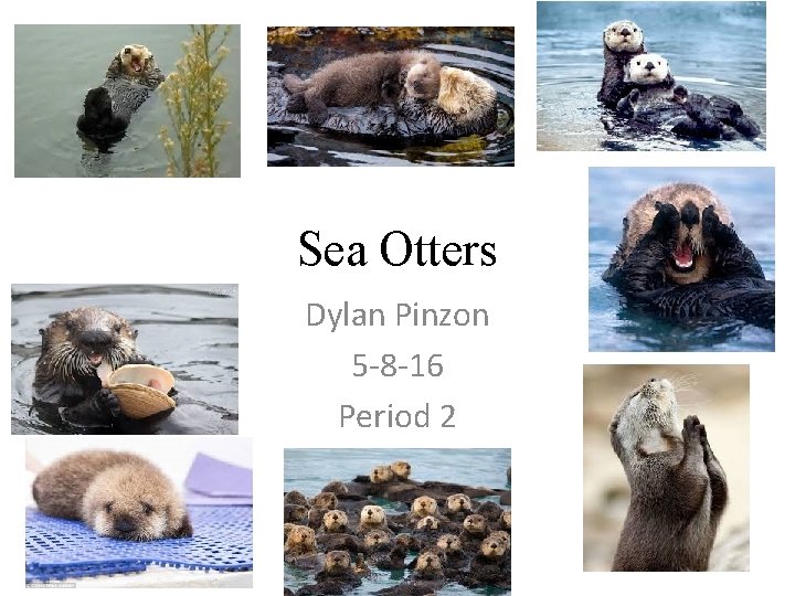 Sea Otters Dylan Pinzon 5 -8 -16 Period 2 