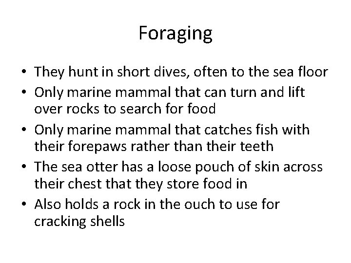 Foraging • They hunt in short dives, often to the sea floor • Only