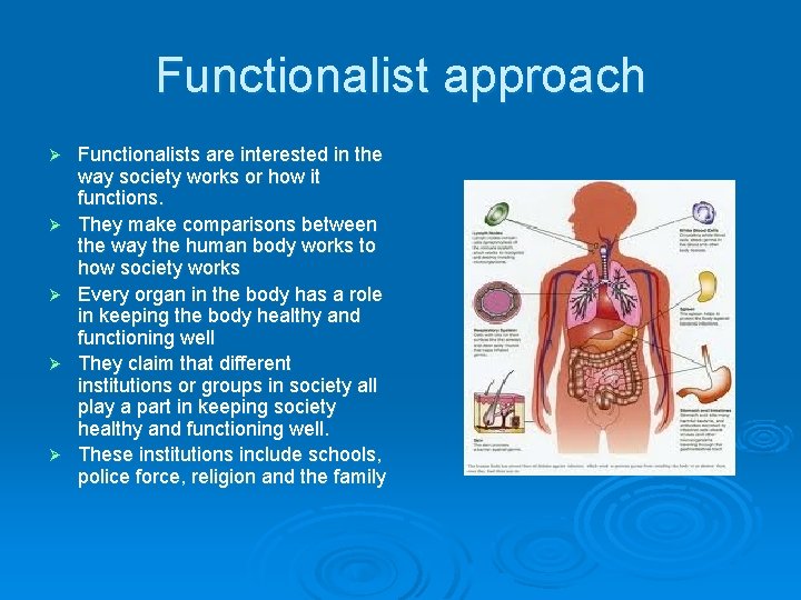 Functionalist approach Ø Ø Ø Functionalists are interested in the way society works or