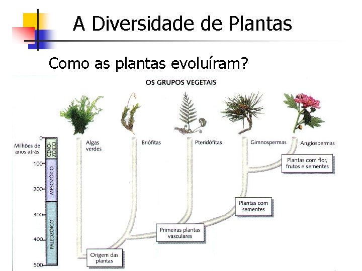 A Diversidade de Plantas Como as plantas evoluíram? 