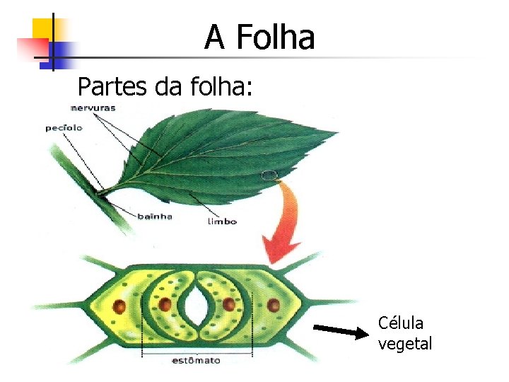 A Folha Partes da folha: Célula vegetal 