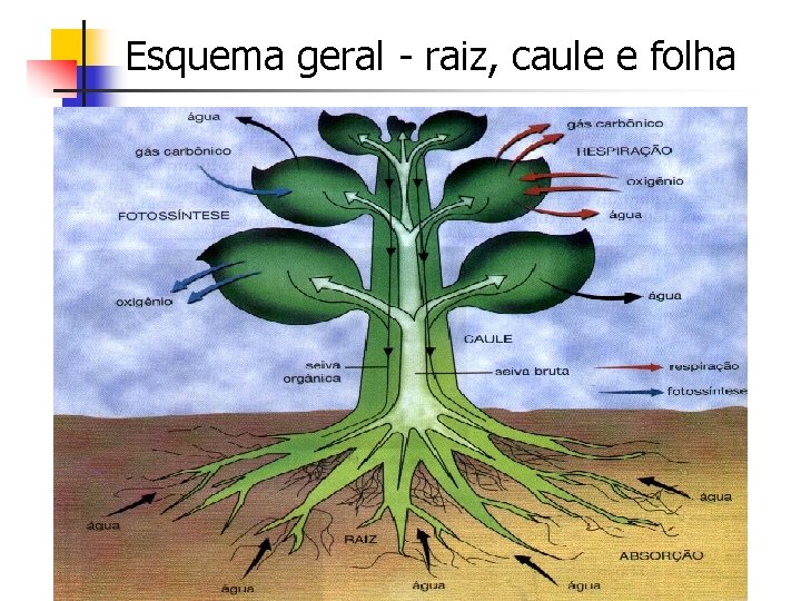 Esquema geral - raiz, caule e folha 