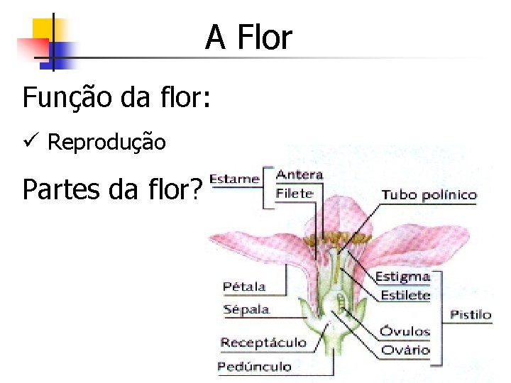 A Flor Função da flor: ü Reprodução Partes da flor? 