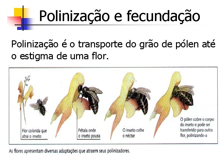 Polinização e fecundação Polinização é o transporte do grão de pólen até o estigma